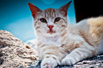 DDOS在线攻击平台